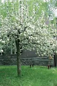 Malus 'Evereste'