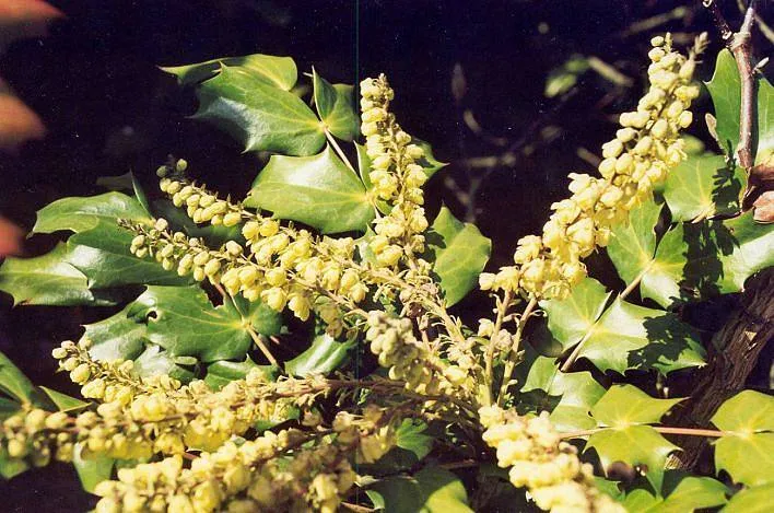 Mahonia japonica 'Hivernant'