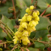 Mahonia japonica 'Hivernant'