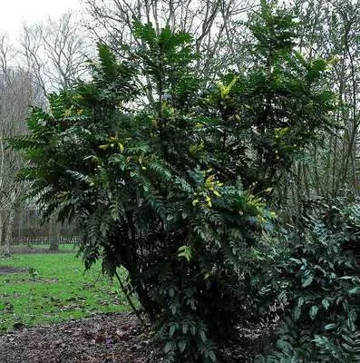 Mahonia media 'Winter Sun'