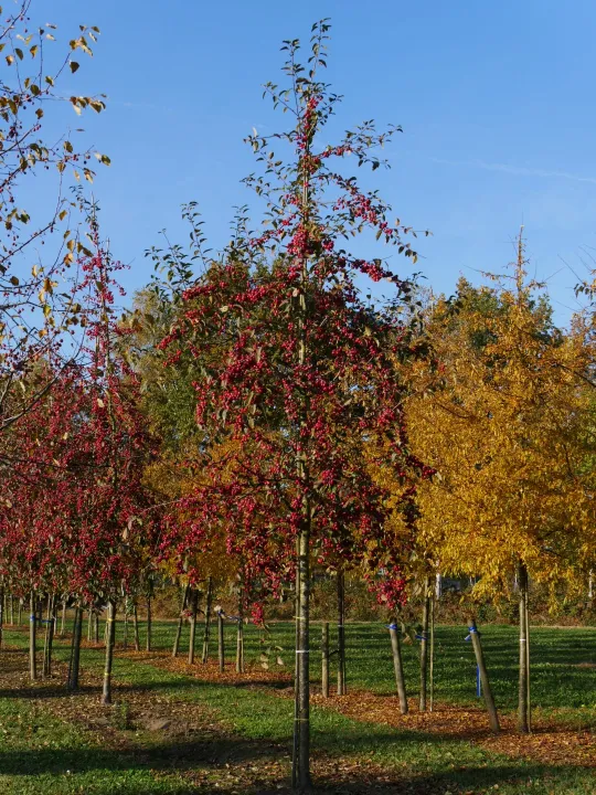 Malus 'Red Sentinel'