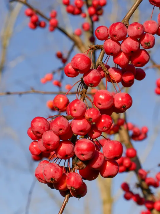 Malus 'Red Sentinel'