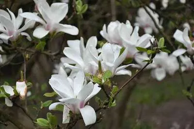 Magnolia soulangeana