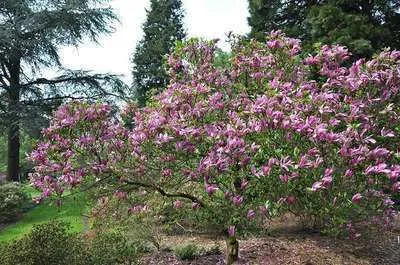 Magnolia soulangeana