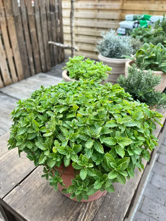Mentha spicata