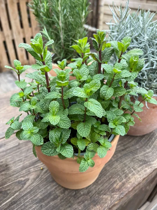 Mentha spicata 'Maroccan'