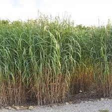 Miscanthus floridulus (x) giganteus