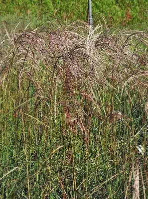 Miscanthus sinensis 'Flamingo'
