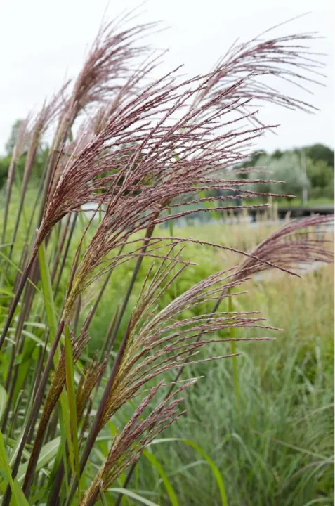 Miscanthus sinensis 'Ferner Osten' 