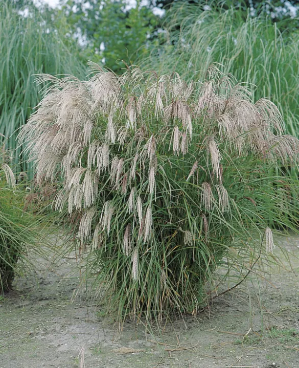 Miscanthus sinensis 'Kleine Fontäne'