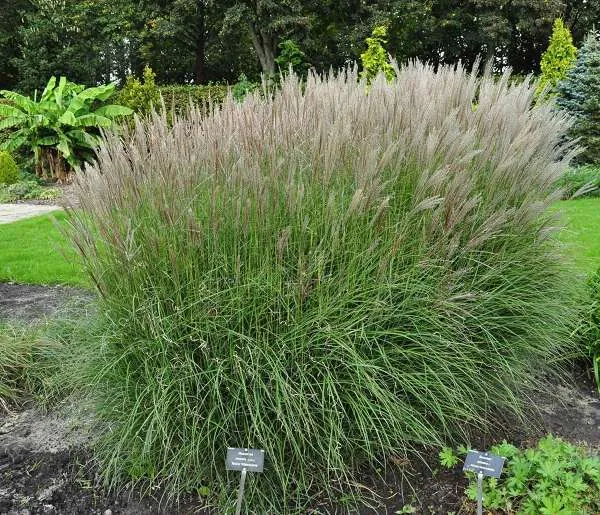 Miscanthus sinensis 'Kleine Silberspinne'