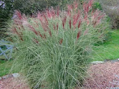 Miscanthus sinensis 'Morning Light'