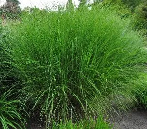 Miscanthus sinensis 'Punktchen'