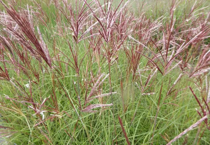 Miscanthus sinensis 'Red Chief'