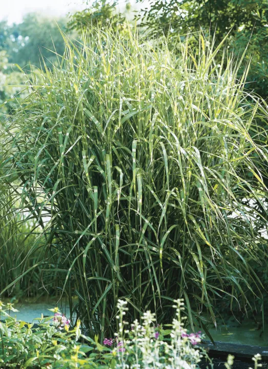 Miscanthus sinensis 'Strictus'