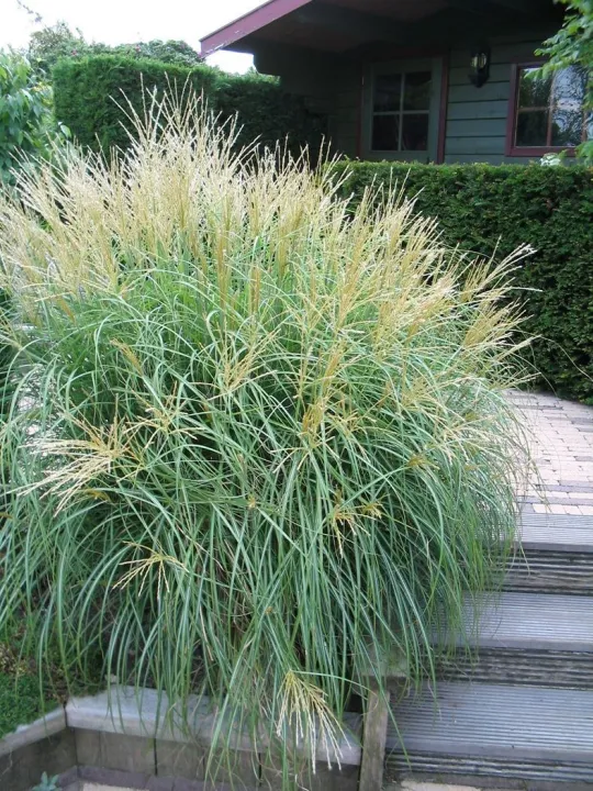 Miscanthus sinensis 'Yakushima Dwarf'