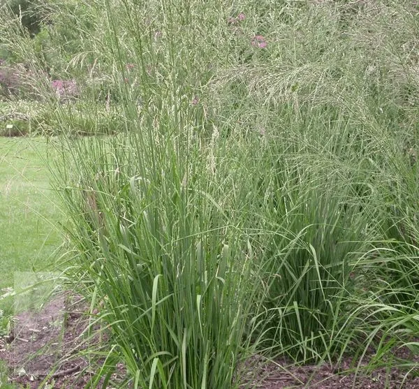 Molinia arundinacea 'Windspiel'