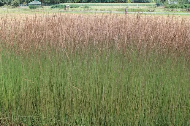 Molinia caerulea 'Edith Dudzus'