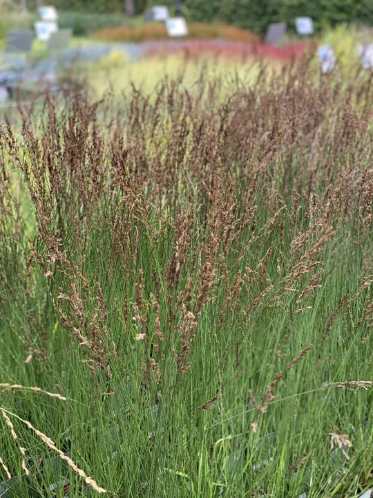 Molinia caerulea 'Edith Dudzus'