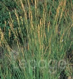 Molinia caerulea 'Heidebraut'