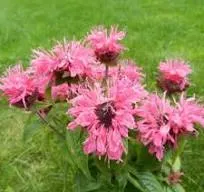 Monarda 'Cranberry Lace'