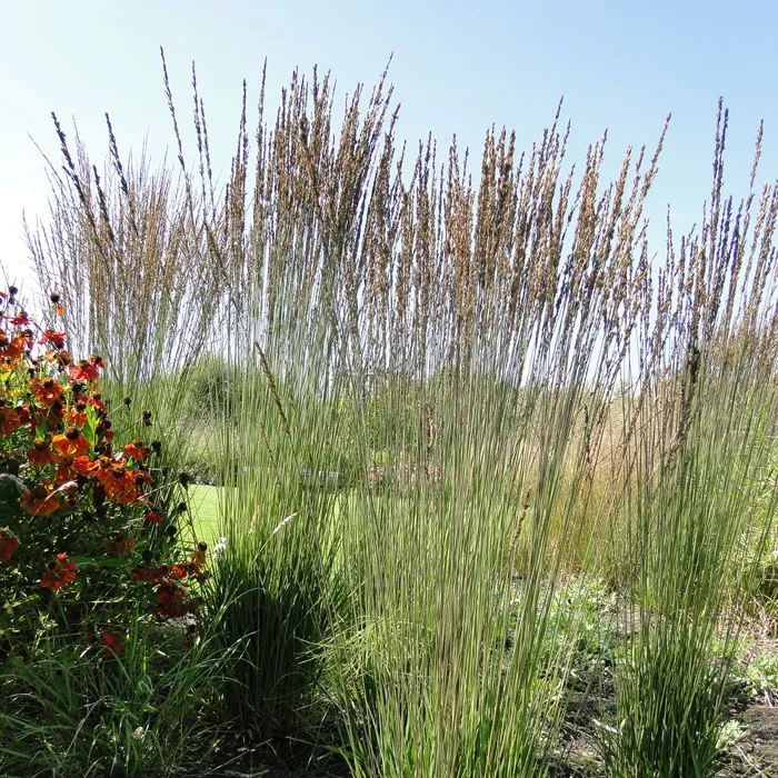 Molinia caerulea 'Moorhexe'
