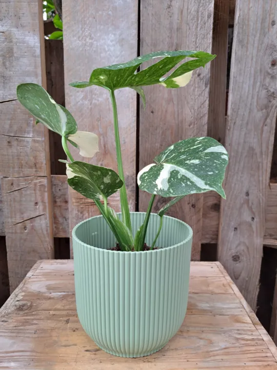 Monstera deliciosa 'Thai Constellation'