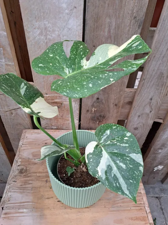 Monstera deliciosa 'Thai Constellation'