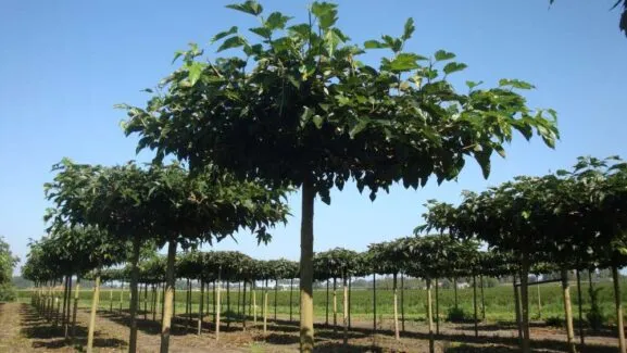 Morus platanifolia 'Fruitless'