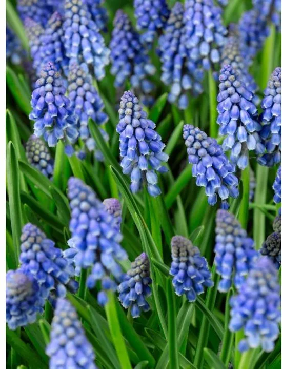 Muscari armeniacum deco hout