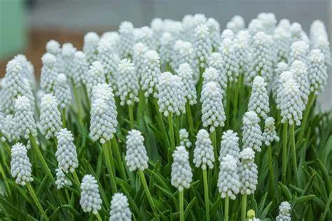 Muscari auch. 'White Magic'