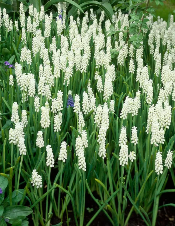 Muscari botyoides 'Album'