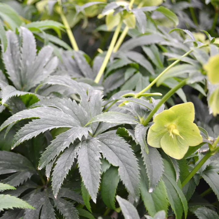 Helleborus multifidus bocconei 