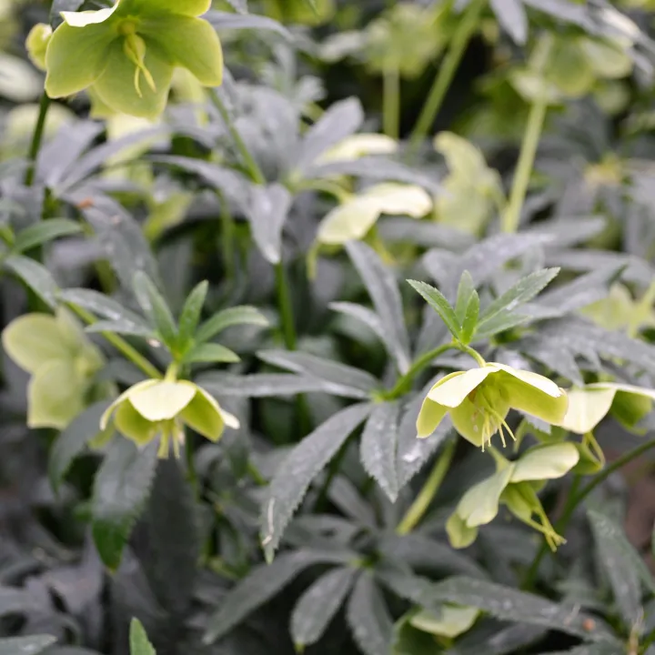 Helleborus multifidus bocconei 'Toscane'