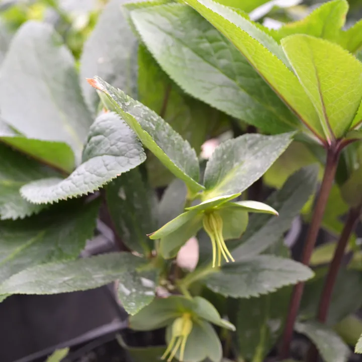 Helleborus multifidus ssp. multifidus