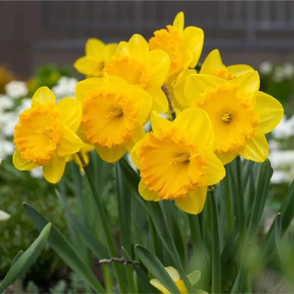 Narcis 'Carlton'