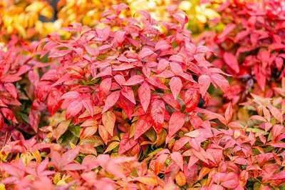 Nandina domestica 'Blush Pink'