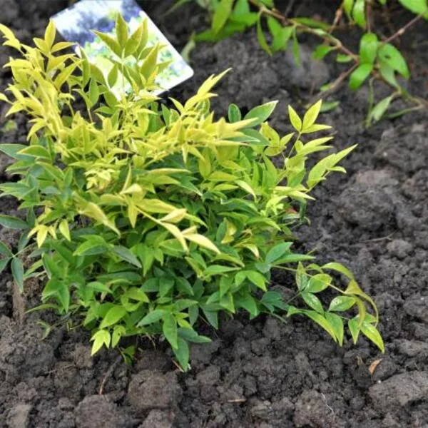 Nandina domestica 'Lemon Lime'