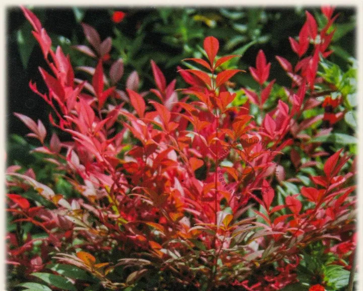 Nandina domestica 'Obsessed'®