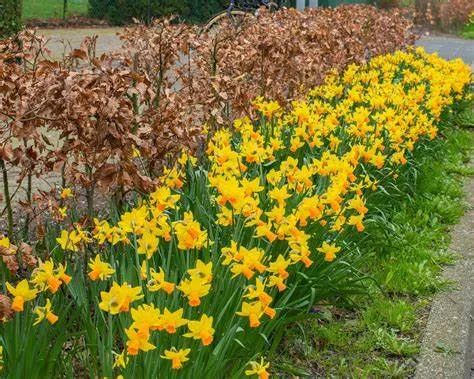 Narcis 'Jetfire'