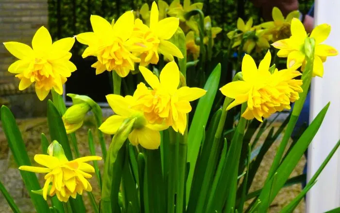 Narcis 'Tête Bouclé'