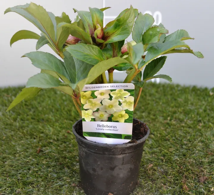 Helleborus nigercors 'Lovely collection mix'