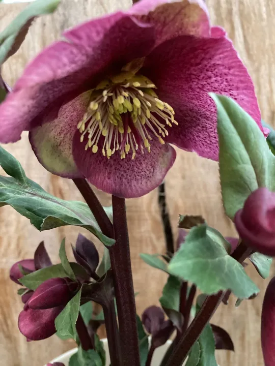 Helleborus 'Charmer'