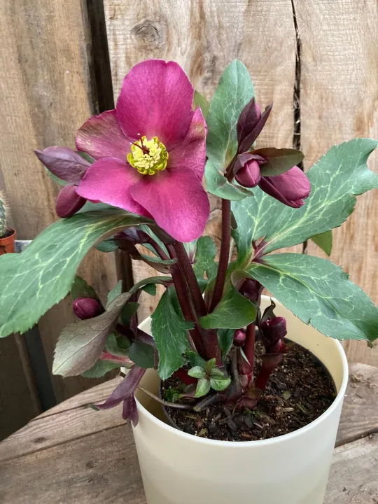 Helleborus 'Anna's Red'