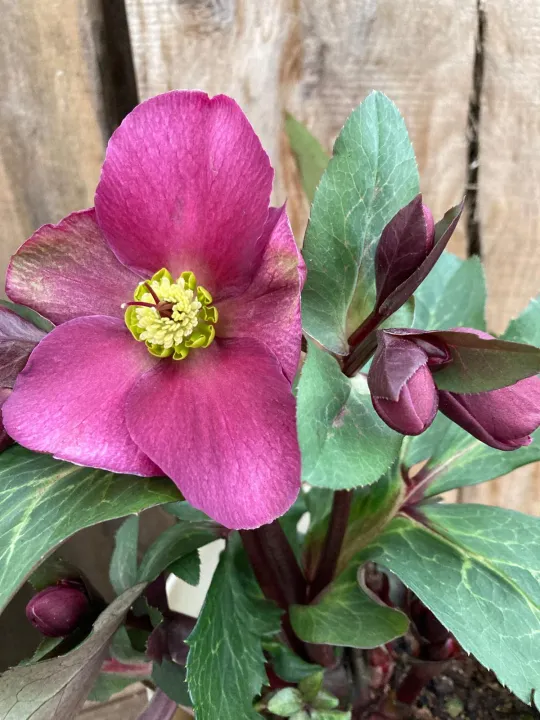 Helleborus 'Anna's Red'