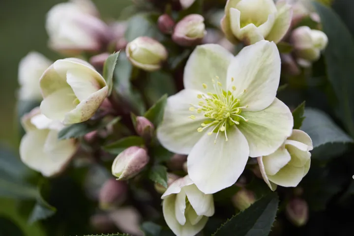 Helleborus 'Candy Love'®
