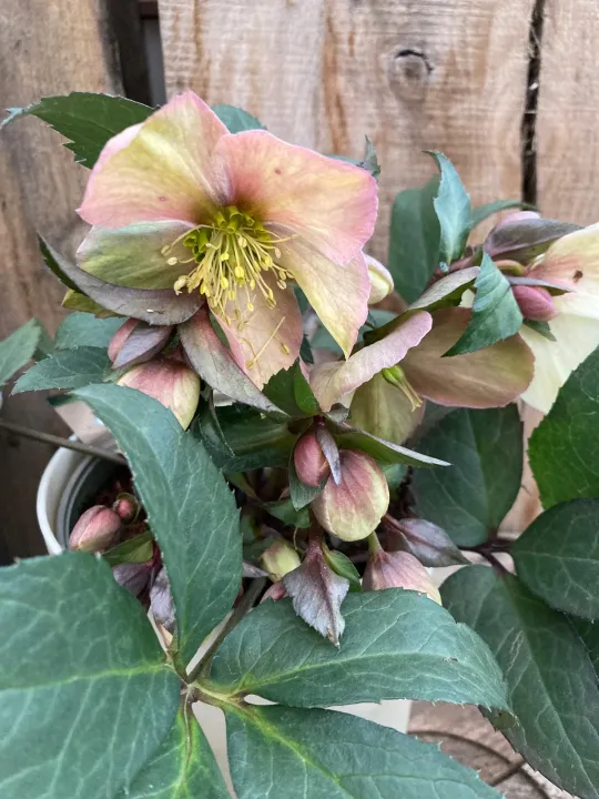 Helleborus 'Emma'®