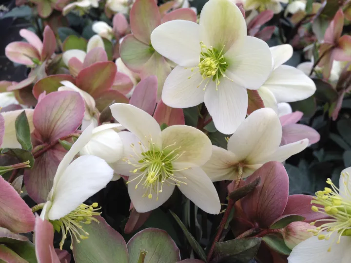 Helleborus ericsmithii 'Pink'