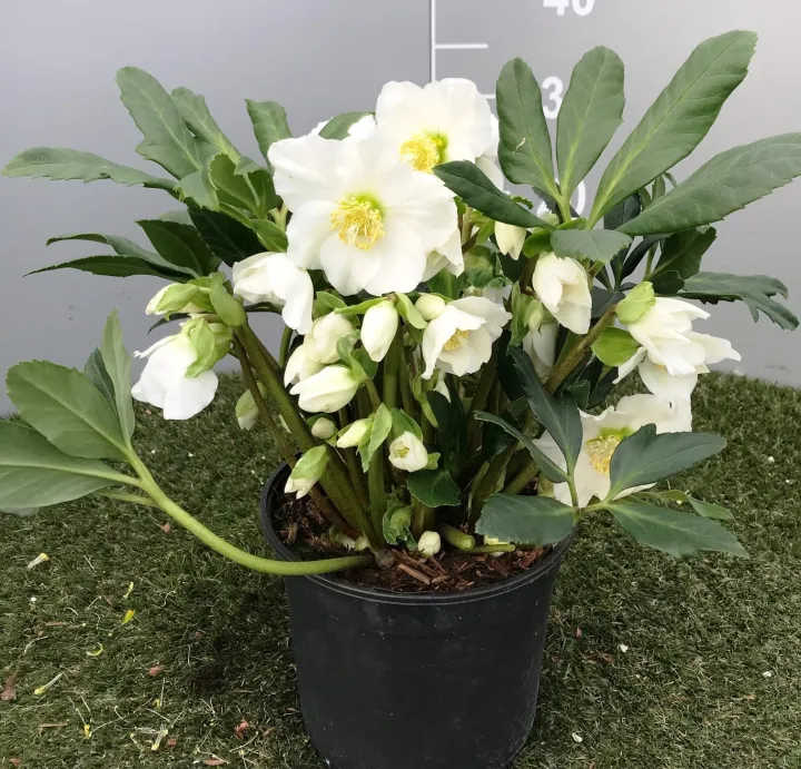 Helleborus niger 'Cesar'