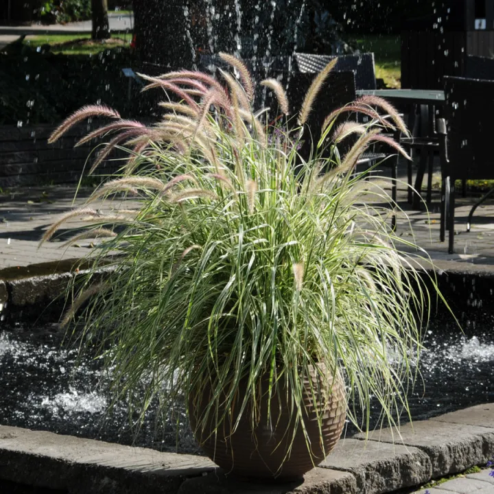 Pennisetum orientale 'Karley Rose'®